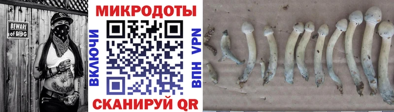 Галлюциногенные грибы Psilocybe Лихославль